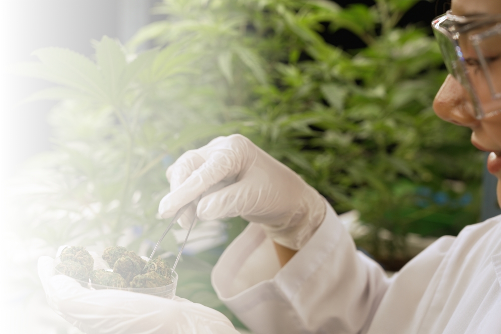 Quality Management System for the Cannabis Industry